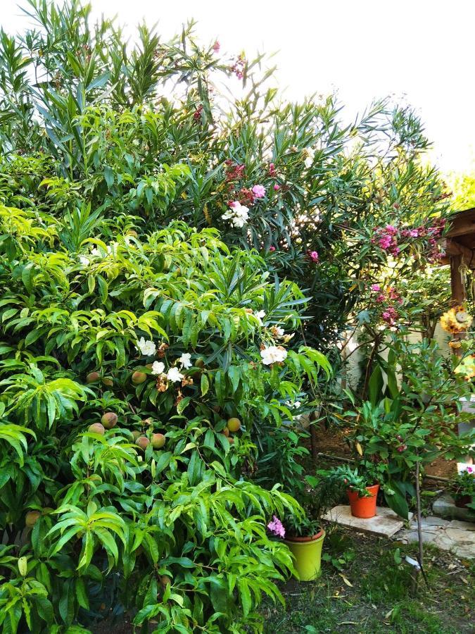 Villa Alekos Limenas  Ngoại thất bức ảnh